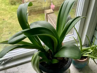 Forskellige stueplanter 