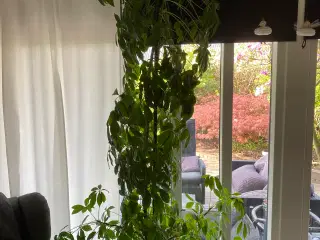 Stor flot potteplante