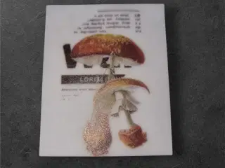 Mystic Mushrooms – Grafisk Svampeillustration på P