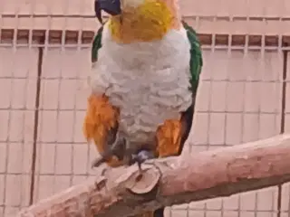 Sorthovedet  caique 