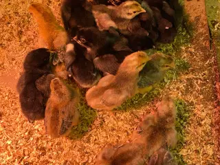 Kyllinger i overskud