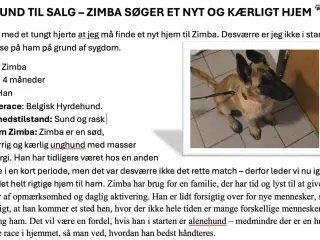 Malinois