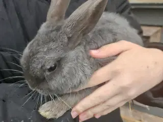 Sød grå han kanin