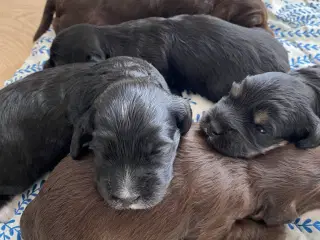 Cockapoo 