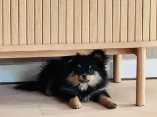 Pomchi hvalp tæve