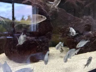 Blå delfin cichlider