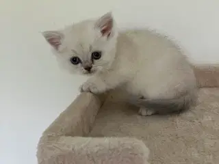 Perser / British Shorthair