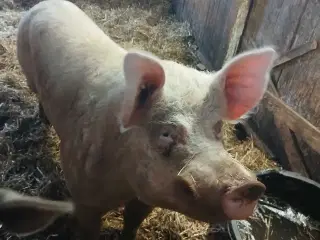 Grisepjok søger nyt eventyr