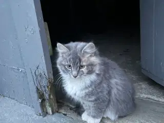 Kattekillinge blanding af huskat og norsk skovkat