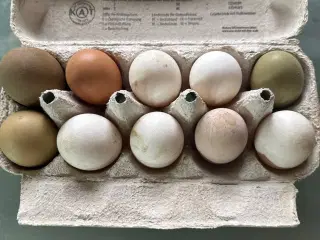 10 rugeæg høns til salg Zone Varde. 