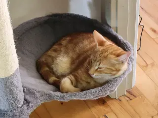 Dejlig kat