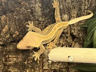 Gekko med bur