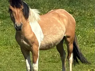 1 års hoppeplag