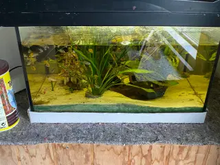 40 liters akvarie 