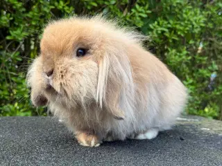 Mini lion lop, dobbelt manket