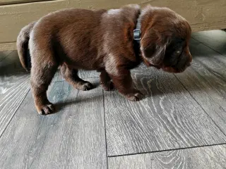 Brun labrador hvalpe sælges 