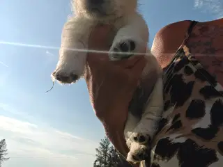 Westie hvalpe