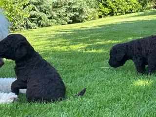 Chokolade brune Golden/labradoodle hvalpe 