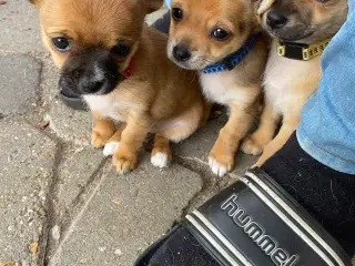 Chihuahua hvalpe