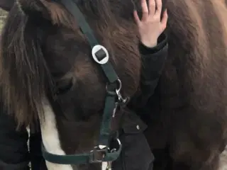 Sød, dejlig og smuk all around pony 