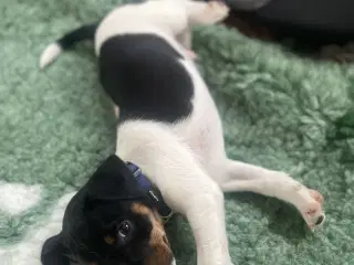 Hanhvalp med DKK stambog