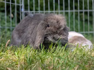 Mini-Lop kaniner 