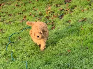 Maltipoo hundehvalp