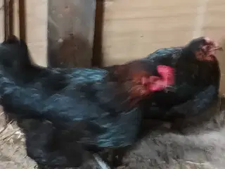 Gode høne i flere farver 