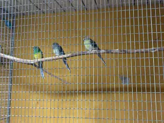 Sangparekitter 