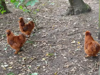 3 flotte haner sælges