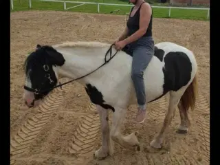 Irish cob hoppe 