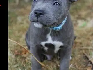 Staffordshirre hvalp søges