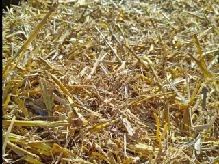 Hvede halm i Morten Korch baller 