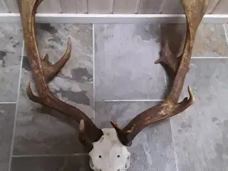 Gevir fra fuldskuffel medalje dåhjort.