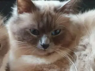 Hellig Birma 