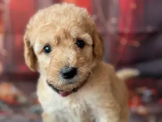 Goldendoodle Mellem klar uge 40