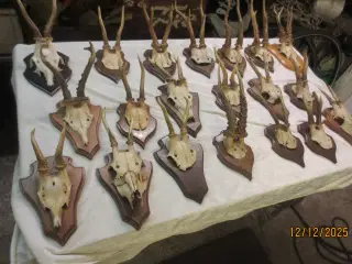 20 stk Gevir på Opsats