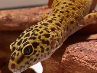 Leopard Gekko Hun