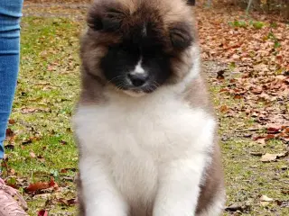 American Akita Hvalp m. DKK stambog