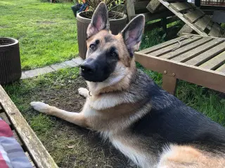 Schæfer, schweizisk hyrdehund - aktiv, dejlig, sød