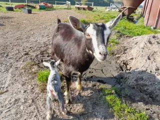 2 Dværggeder med kid. hornløs.