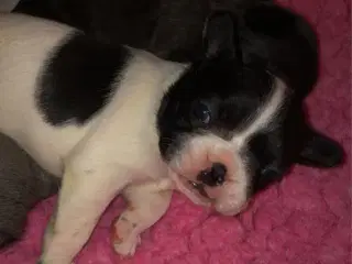 Fransk bulldog hvalpe kun 2 tilbage