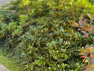 Rhododendron - mange flotte planter 