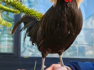 Toppede hollændere dværg hanner