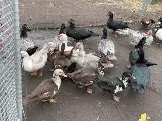 Moskus ænder og andrikker