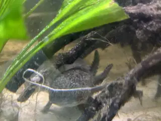 2 stk Axolotl’er sælges