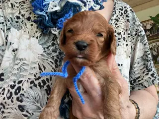 Cavapoo 
