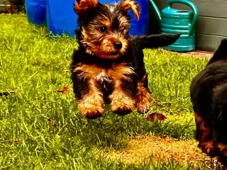 🐶 01.09.2025 York Terrie 