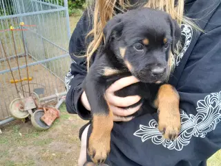 3 friske hvalpe. inkl. hele hvalpepakken. 