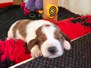 Welch springer spaniel